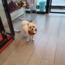 강아지 이발소 이미지