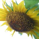 화개우체국 이미지