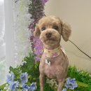 러블리펫그루밍 이미지