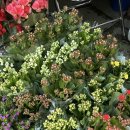 장미컴퓨터세탁소 이미지