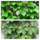 당쟁이로 | 05 - 선유도(仙遊島)공원의 봄 / 환경 재생 생태공원 / 봄 / 한강 / 정수장