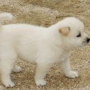 둔산동물병원 이미지