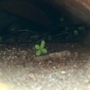 삼보서울민박cafe | 바르셀로나/3일차) 지로나, 베살루 투어 절망 편 &amp; 꿀대구