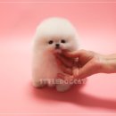 호호애견 네이버블로그
