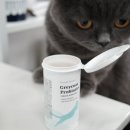 장보는고양이삼천포점 | 고양이 신장 유산균 야옹섬 프로바이오틱스, PKD 신부전 고양이 급여 후기