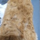 고양이 별 | [동작고양이미용] 코숏 고양이 별이 털엉킴으로 미용 진행 후기