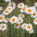 야생화정원펜션민박 이미지