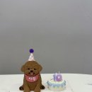 하늘바라기펫푸드 강아지수제간식 강아지케이크 | 강아지 수제 케이크 댕댕바게트 강아지케이크, 사랑이 10번째 생일 케이크 후기🎂🐶🤎