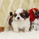 시츄언니 이미지