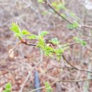 자연을 노래하다 이미지