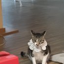 마로동물병원 | 수원 24시 동물병원 진료 그리고 고양이 갑상선 항진증 치료과정