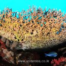 산호 이미지
