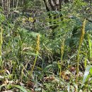 교래자연휴양림 이미지