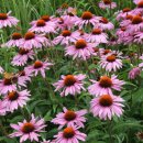 스위스약국 이미지