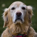 24시 연희동물의료센터 이미지