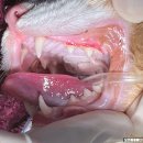 오션동물메디컬센터 이미지