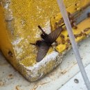 제비농장 이미지