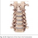 cervical spine의 구조, 생체역학 그리고 촉진 palpation technique - 꼭 다시 정리해야 이미지