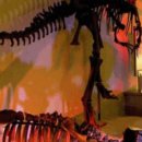 우석헌자연사박물관 이미지