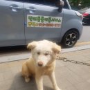 가자 펫택시 이미지