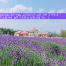 ▶6월15일(토)~16일 보라보라한 고성 라벤다축제 & "동해바다" 루프탑카페 스퀘어루트로 힐링여행 가요 이미지