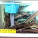 진성횟집 이미지