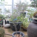 크로키아 이미지