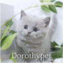 캣그램 광주 고양이분양 이미지