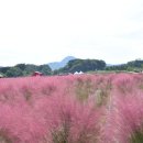 핑크애견 이미지