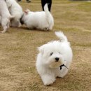 꼬똥켄넬 이미지