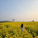 안덕면 우리가든 옆 | 260402 제주 서귀포 안덕면 유채꽃 명소 추천, 신화월드 신화가든