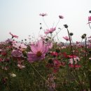 코스모스공원 이미지