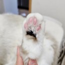 고양이 발바닥 이미지