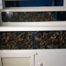 소라잡는댕댕이 이미지