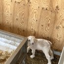 파머스빌리지 스파 이미지