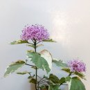 자수정