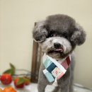 아미고 펫살롱 이미지