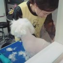 송도멍멍이발소 이미지