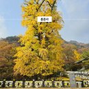 용문사 대형주차장 이미지