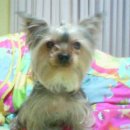 강아지당 이미지