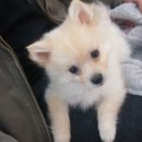 위드 동물병원 이미지