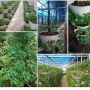 장성농장 이미지