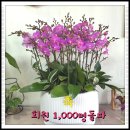 여행@낭만스토리 회원수 1,000명 돌파 이미지