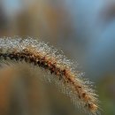 새벽이슬 이미지