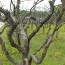 소남농장 이미지