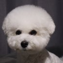 도리앤펫 이미지