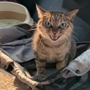 진이동물약국 | 심상사상충약 내외부구충제 / 귀진드기 구매 후기 약국에서 / 고양이 약 구매하기 / 가격 / 바르는 법...