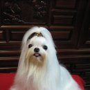 우리단비랑 이미지