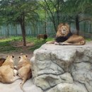 대전 오월드 동물원 아이와 대전 가볼만한곳 놀이공원 놀거리 이미지