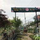 화분속야생화 농원 이미지